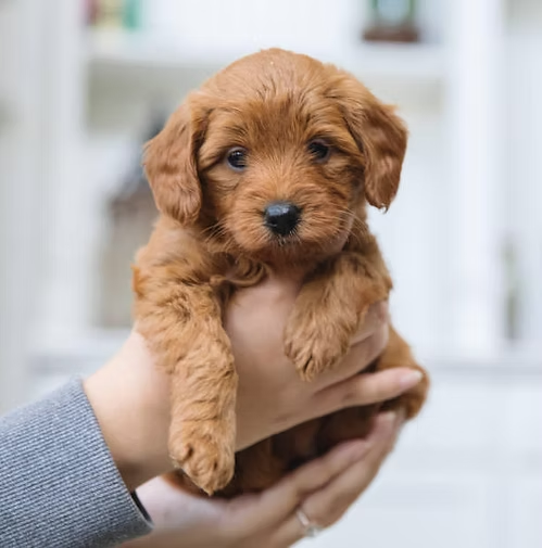 What Makes F1B Goldendoodles a Preferred Choice for Dog Owners?