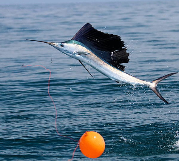 How Good Is Sailfish Fishing in Los Sueños for Anglers?