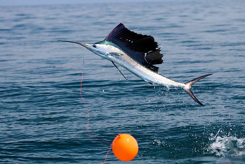 How Good Is Sailfish Fishing in Los Sueños for Anglers?